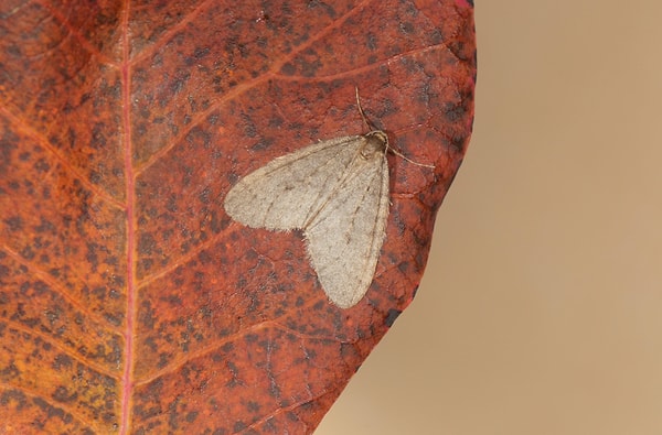 Bu yapışkan bariyerin temel amacı, kış aylarının en büyük meyve düşmanlarından biri olan kış güvesinin (Operophtera brumata) larvalarının ağaçlara tırmanmasını engellemek.