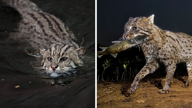 Meet The World's Most Aquatic Feline That Doesn't Fear Water