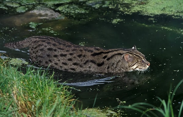 Fisherman cats distinguish themselves completely from other cats with their physical structures adapted to water.