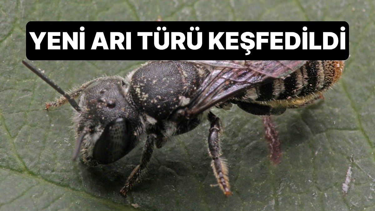 Batı Avustralya&apos;da Yeni Arı Türü Keşfedildi: Arıya Lucifer Adı Verildi