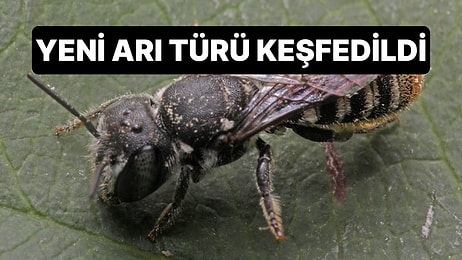 Batı Avustralya'da Yeni Arı Türü Keşfedildi: Arıya Lucifer Adı Verildi