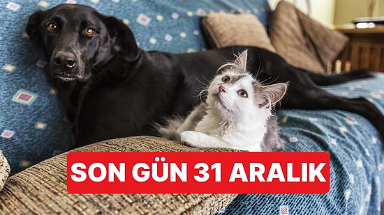 Evcil Hayvan Sahipleri İçin Son Uyarı: 31 Aralık Son Tarih