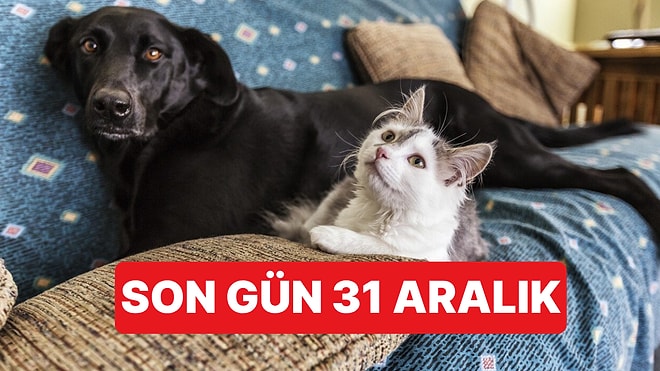 Evcil Hayvan Sahipleri İçin Son Uyarı: 31 Aralık Son Tarih