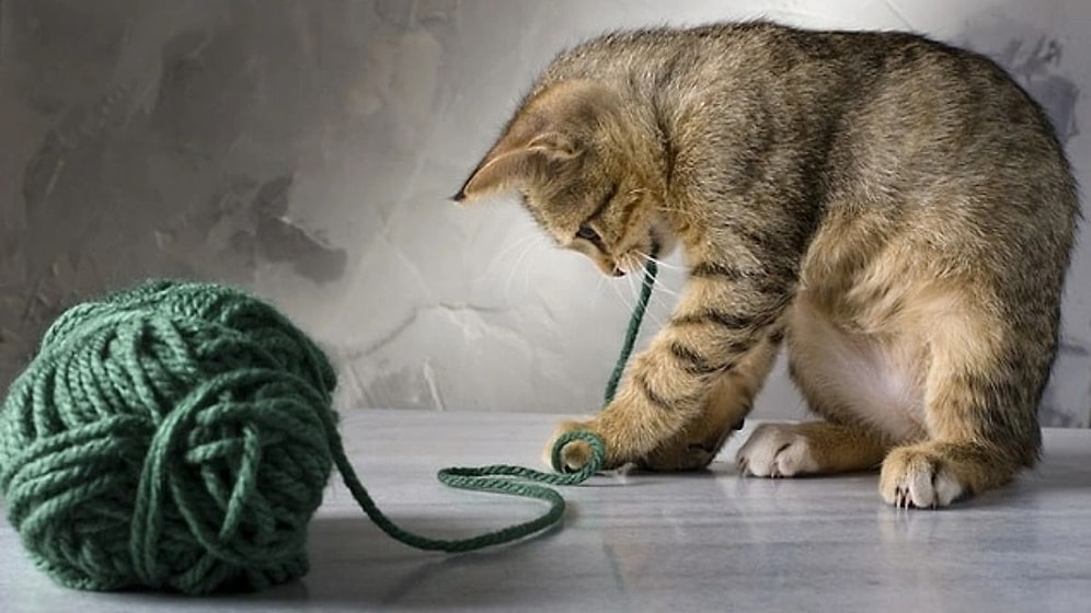 Why Do Cats Go Crazy When They See String?