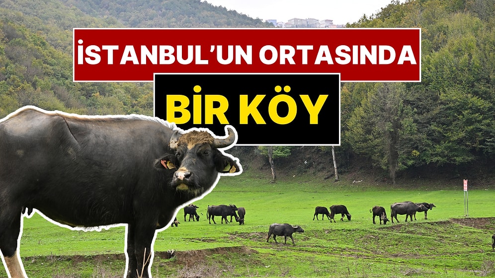Anadolu'nun Ücra Bir Köyü Değil İstanbul'un Göbeği! Mandalar Otluyor, Organik Yaşıyorlar
