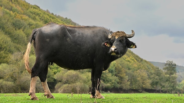 “Kimse İstanbul’un içinde böyle bir ortam olduğunu bilmiyor.”
