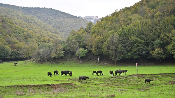 Pirinççi, İstanbul’un en büyük köylerinden biri. Mahallede 775 hane bulunuyor.