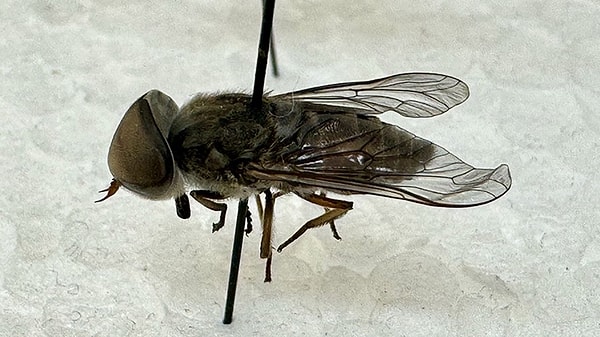 Uzm. Dr. Yüce Ayhan, alınması gereken önlemleri şu sözlerle aktardı: