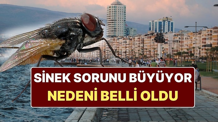 İzmir'deki Karasinek İstilasının Nedeni Belli Oldu: Uzman Uyarıda Bulundu