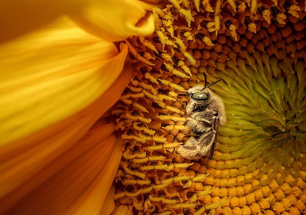 Bir Arının Mışıl Mışıl Uykusu - Davis, California