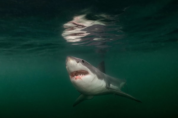 Harika Bir Görüş - Maine Körfezi, ABD