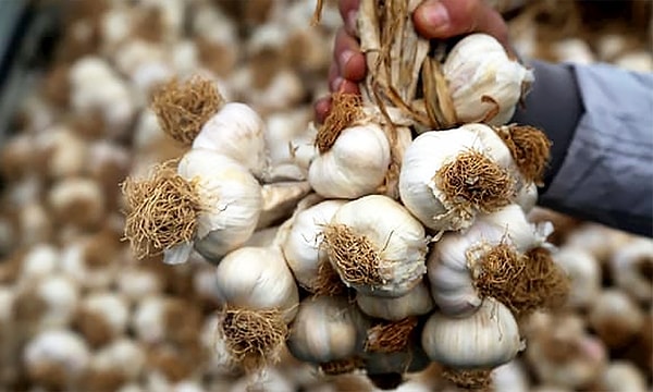 Taşköprü sarımsağının kazandırdığı süper güçler saymakla bitmiyor.