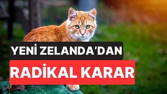 Yeni Zelanda'dan Radikal Karar: Vahşi Kediler 2050’ye Kadar Tamamen Yok Edilecek