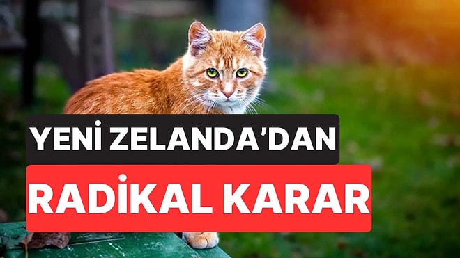 Yeni Zelanda'dan Radikal Karar: Vahşi Kediler 2050’ye Kadar Tamamen Yok Edilecek