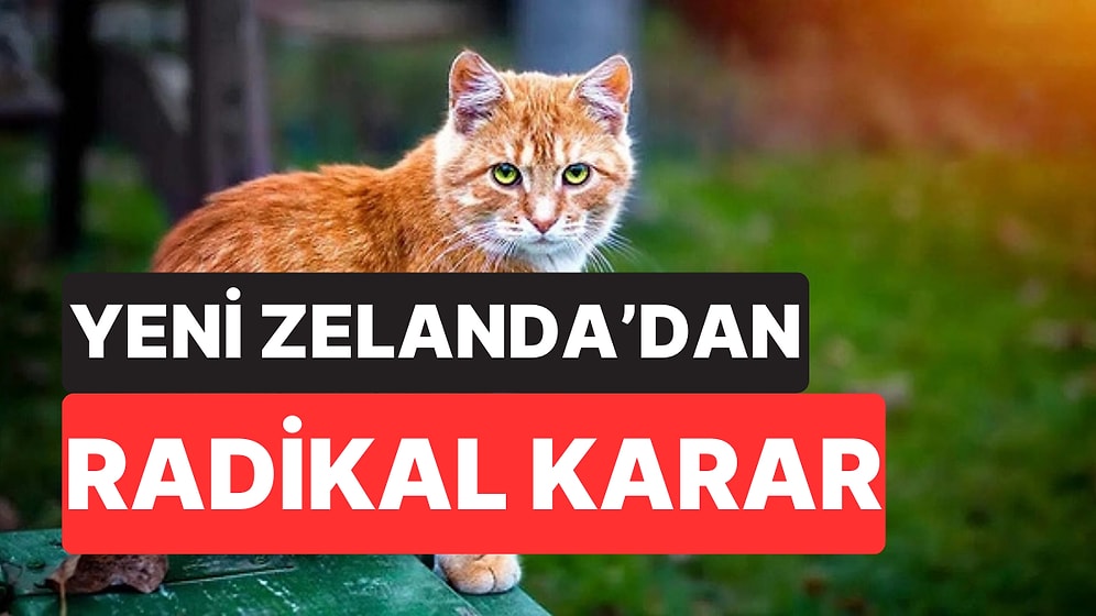 Yeni Zelanda'dan Radikal Karar: Vahşi Kediler 2050’ye Kadar Tamamen Yok Edilecek