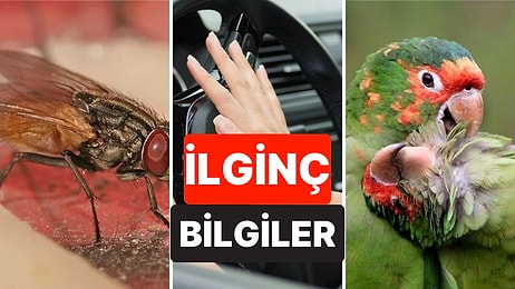 Muhtemelen Daha Önce Birçoğunu Duymadığınız Birbirinden İlginç 10 Bilgi