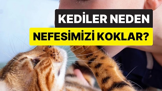 Bağ mı Kuruyorlar? Kedilerin Sürekli Olarak Nefesinizi Koklamasının Mantıklı Sebebi