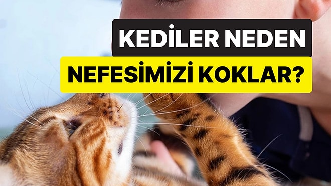 Bağ mı Kuruyorlar? Kedilerin Sürekli Olarak Nefesinizi Koklamasının Mantıklı Sebebi