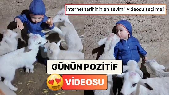 Kuzuları Tarafından Etrafı Sarılan Miniğin Sevimli Anlarını İzlerken Pamuk Gibi Olacaksınız
