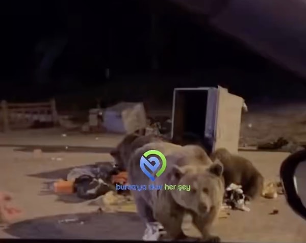 Peki yaşadığımız bölgeye ayı indiğini görürsek ne yapmalıyız?