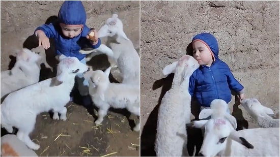 Cute Moments of a Child Surrounded by His Lambs