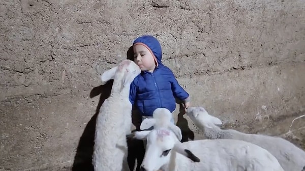 "The lambs are eating me alive."