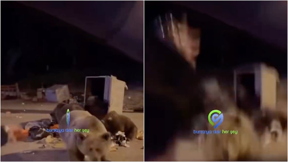 A Man Nears Disaster After Trying to Hand-Feed a Bear