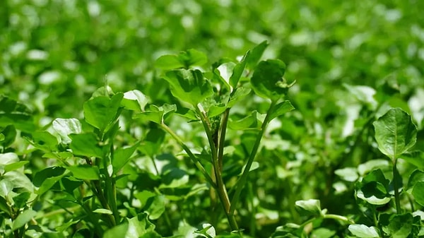 Listede ilginç detaylar ve sıralama göze çarptı.