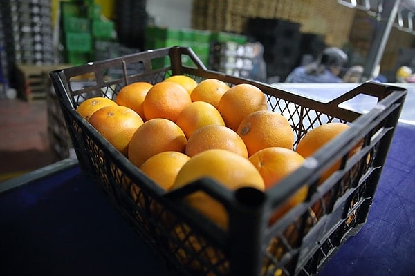 25 ülkeye meyve ve sebze ihracatı yapan Saraylım Tarım'ın kamuya açık mali verilerine göre 2023'te net satış gelirinde karda ancak aynı dönem net kar marjında düşüş yaşandığı görülmüştü.