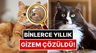 Binlerce Yıllık Gizem Çözüldü: Evcil Kedilerin Kökeni Belli Oldu!