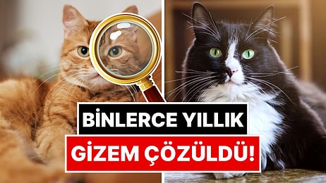 Binlerce Yıllık Gizem Çözüldü: Evcil Kedilerin Kökeni Belli Oldu!