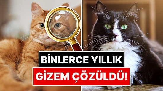 Binlerce Yıllık Gizem Çözüldü: Evcil Kedilerin Kökeni Belli Oldu!