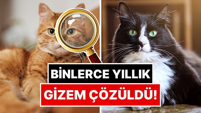 Binlerce Yıllık Gizem Çözüldü: Evcil Kedilerin Kökeni Belli Oldu!