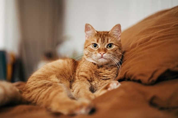An article published in the Science journal has finally unraveled the long-standing mystery of the origins of domestic cats, a puzzle that has puzzled us for thousands of years.