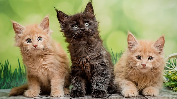 The news published by National Geographic aligns with the article featured in the Science magazine on the same subject.