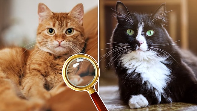 Thousands of Years of Mystery Solved: The Origins of Domestic Cats Revealed!