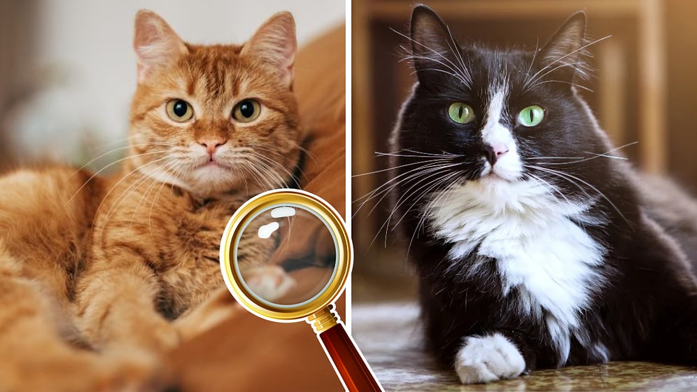 Thousands of Years of Mystery Solved: The Origins of Domestic Cats Revealed!