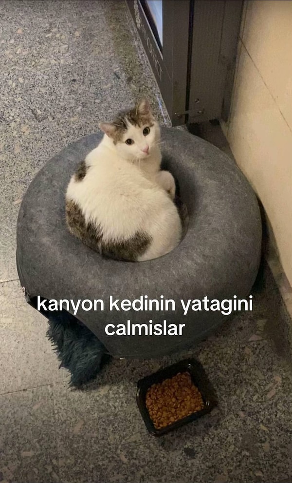 Geçtiğimiz hafta meşhur kedinin yatağı çalınmıştı.