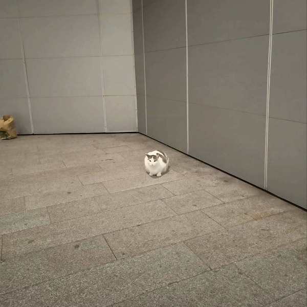 Tabii kedinin bu hali de Twitter ahalisinin yüreğini dağlamıştı.