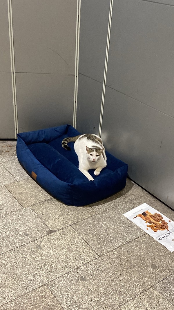 Hayvanseverler ise Kanyon Kedi'ye yeni bir yatak aldı.