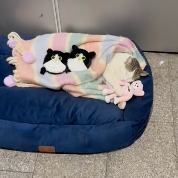 Meşhur kedi battaniyesi ve oyuncaklarıyla huzur içinde uyurken böyle görüntülendi.