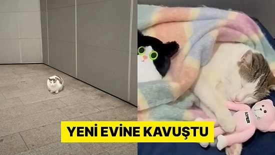 İstanbul'da Bir AVM'de Evi Çalınan Kedinin Son Hali Görüntülendi