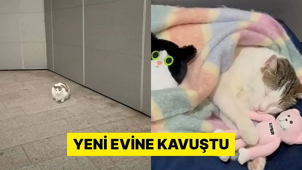 İstanbul'da Bir AVM'de Evi Çalınan Kedinin Son Hali Görüntülendi