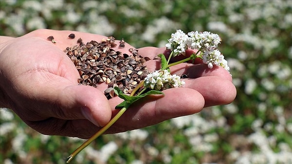 Karabuğdayın faydaları nelerdir?