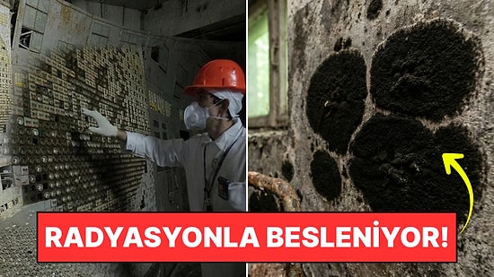 Çernobil'de Çıkan Siyah Mantar Bilimi Şok Etti: "Radyasyonla Beslenip Büyüyor"