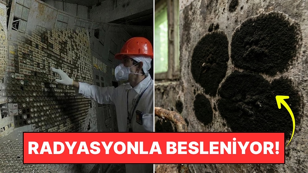 Çernobil'de Çıkan Siyah Mantar Bilimi Şok Etti: "Radyasyonla Beslenip Büyüyor"