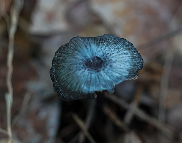 2008'deki önemli bir çalışma, mantarın radyasyonu absorbe ettiğini ve enerjiye dönüştürdüğünü öne sürdü.