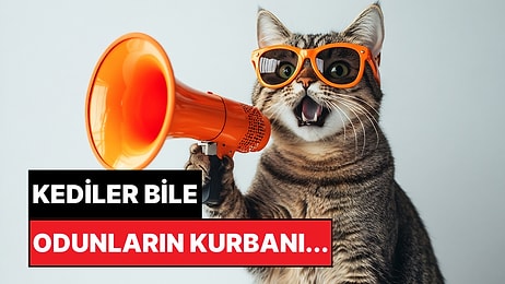 Bilkent Üniversitesi Açıkladı: Kediler Neden Erkeklere Daha Çok Miyavlar?