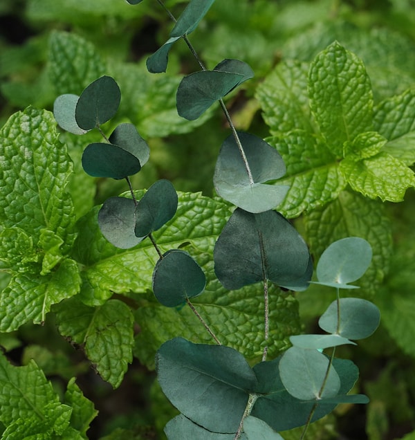 Nane ve okaliptüs ferahlığıyla hem zihni hem evi canlandırır.
