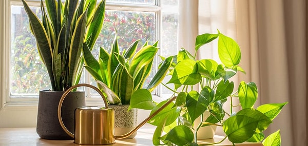 6. Evin nefes alması için büyük yapraklı bitkilere yer aç.